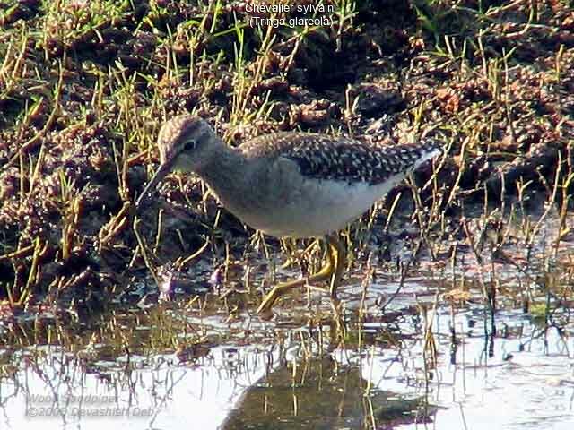 Wood Sandpiper