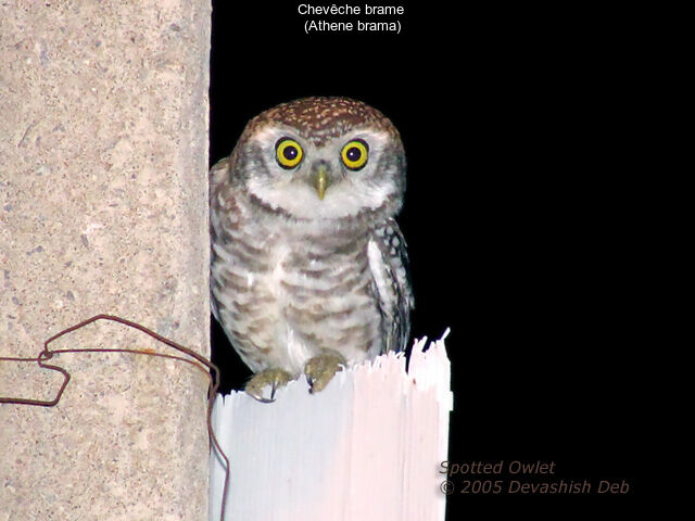 Spotted Owlet