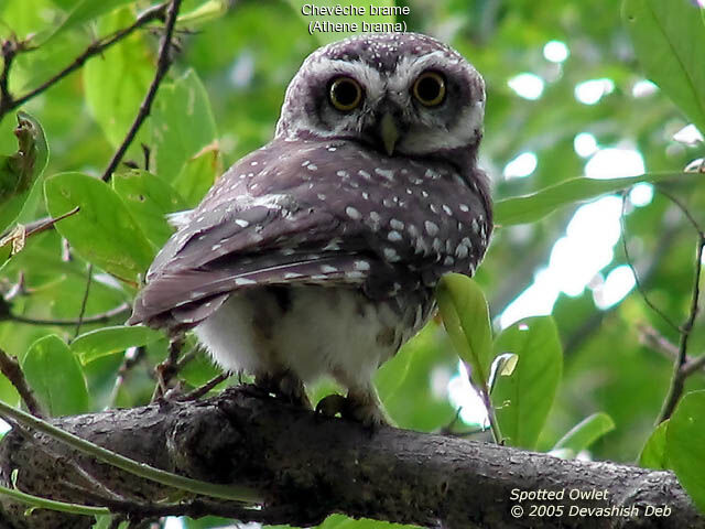 Spotted Owlet