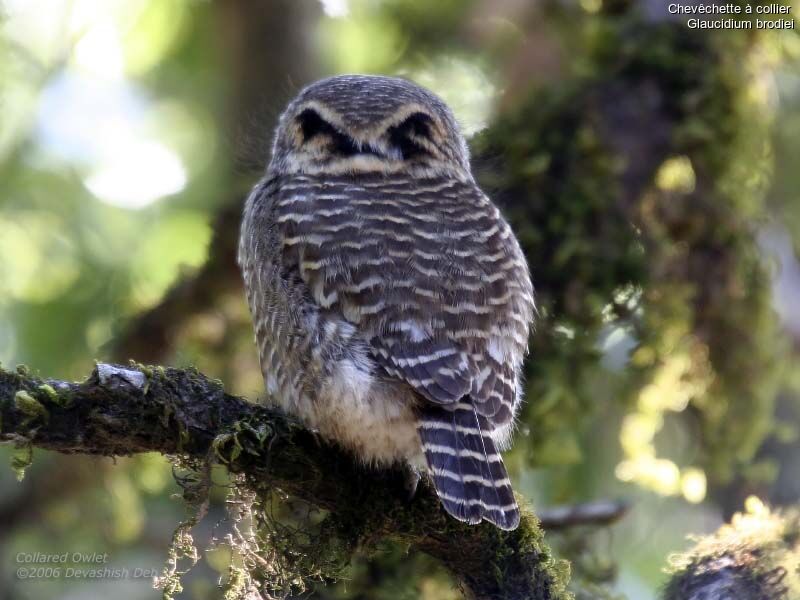 Collared Owlet