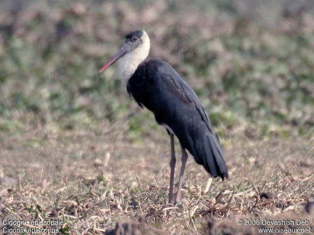 Asian Woolly-necked Storkadult