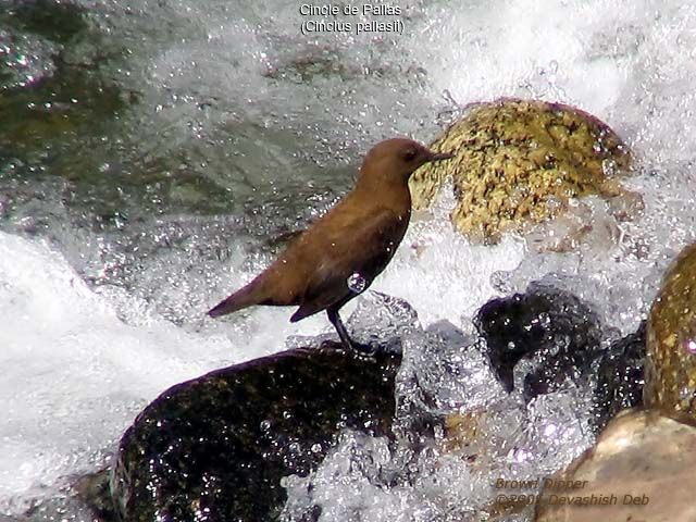 Brown Dipper