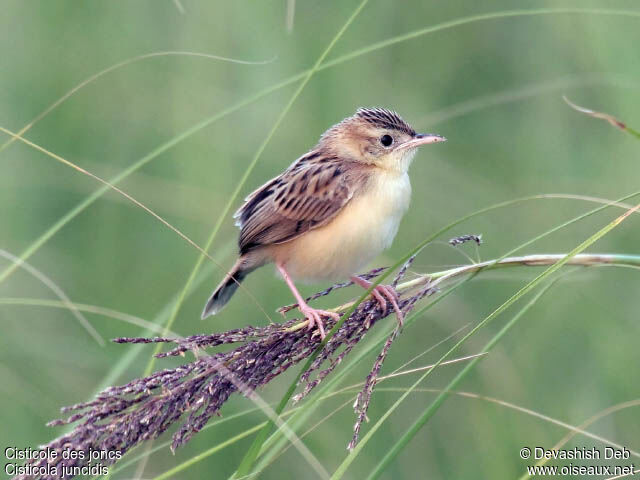 Zitting Cisticolaadult post breeding