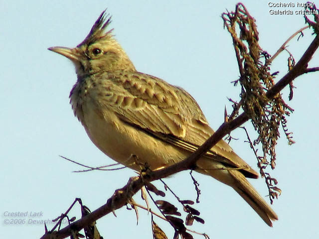 Cochevis huppé