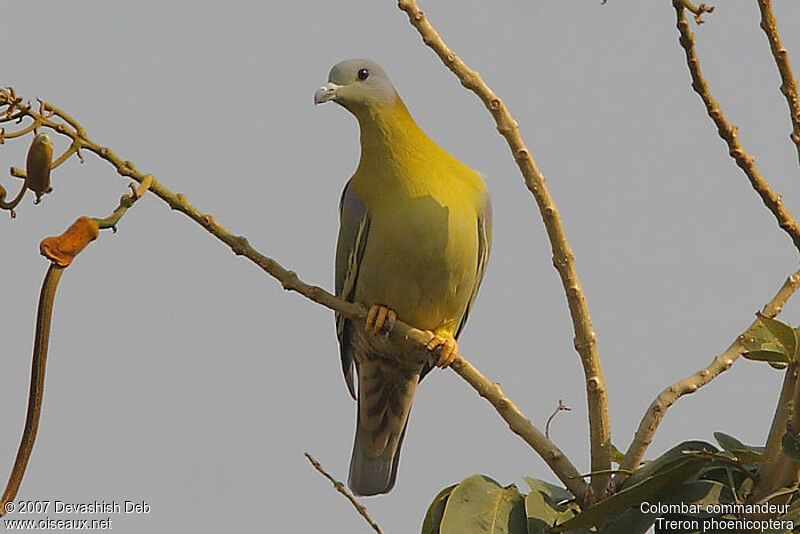 Yellow-footed Green Pigeonadult