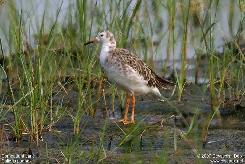 Ruff male