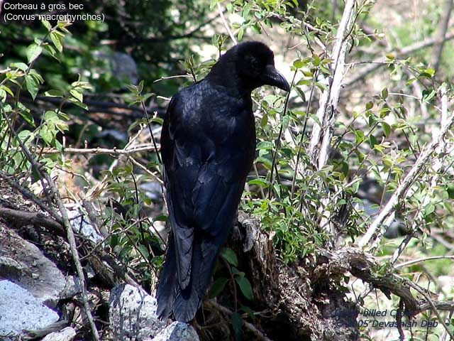 Corbeau à gros bec