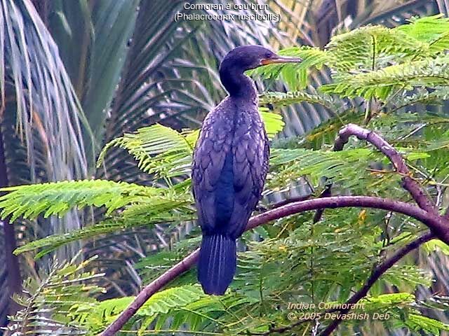 Indian Cormorant