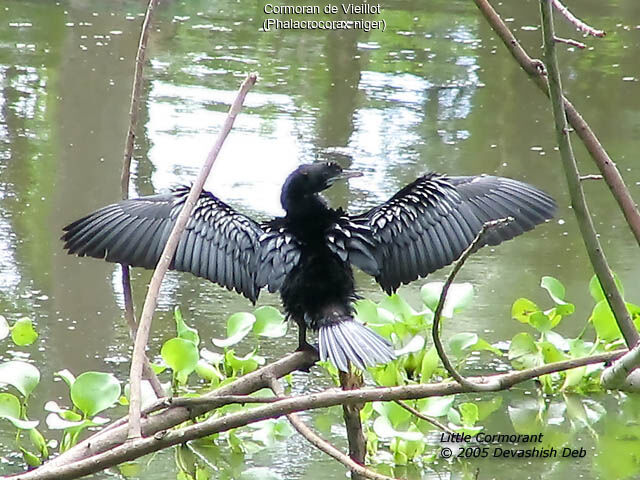 Little Cormorant