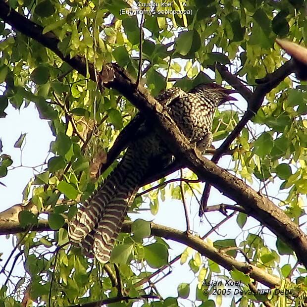 Asian Koel