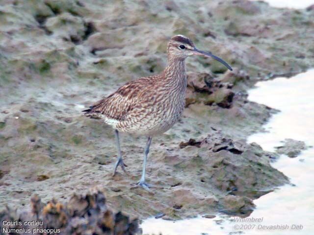 Eurasian Whimbrel