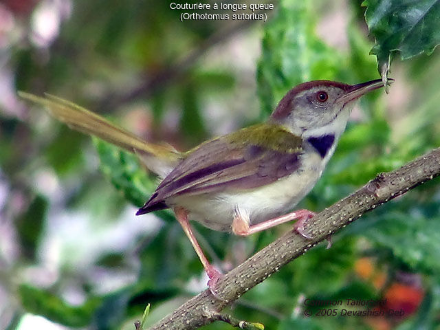 Common Tailorbird