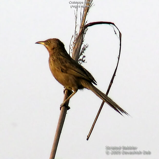 Striated Babbler