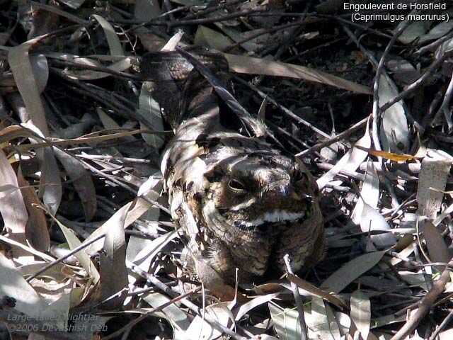 Large-tailed Nightjar