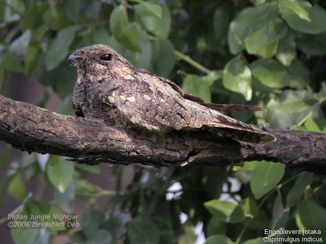 Grey Nightjar male adult