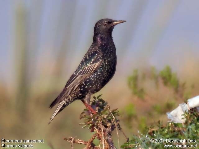 Common Starling