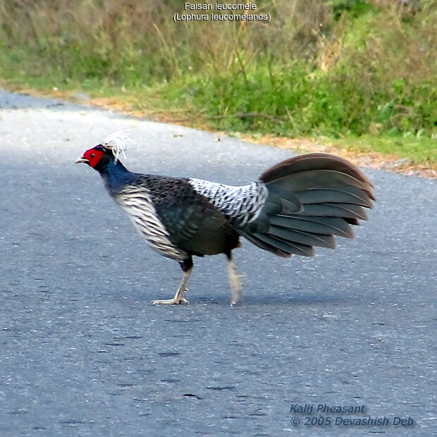 Kalij Pheasant