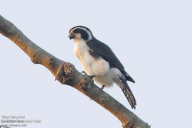 Pied Falconetadult, identification