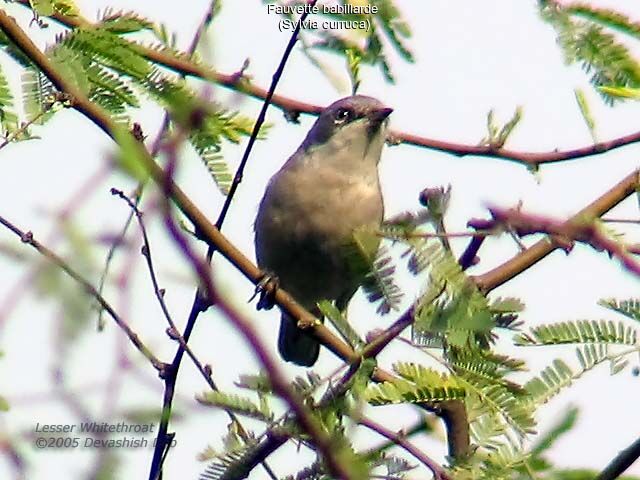 Lesser Whitethroat