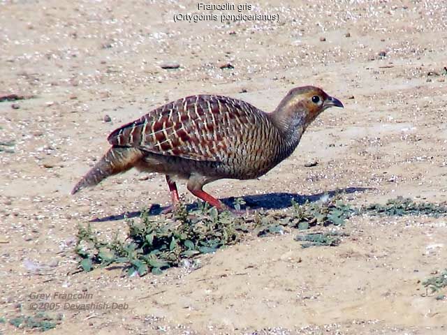 Grey Francolin