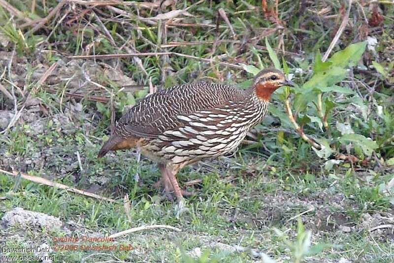 Swamp Francolinadult, identification