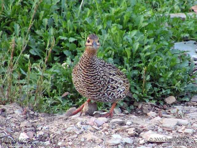 Black Francolin female adult