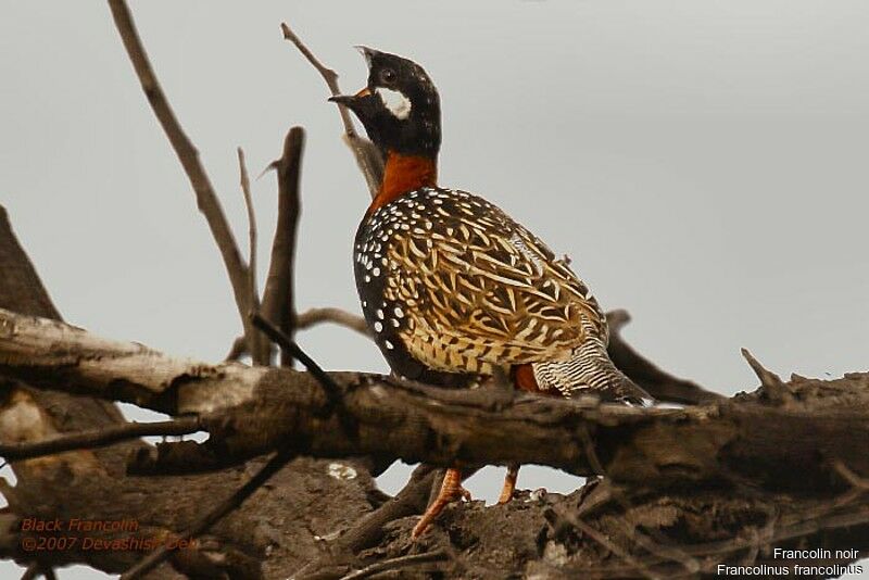 Black Francolin male adult breeding