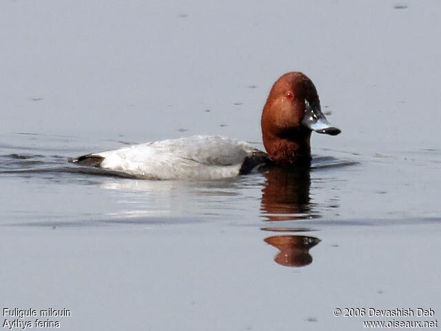 Common Pochard male adult