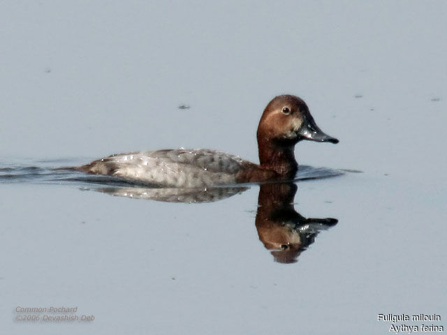 Common Pochard female adult