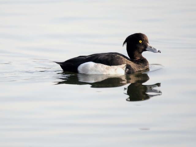 Tufted Duck male adult