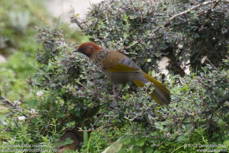 Chestnut-crowned Laughingthrushadult