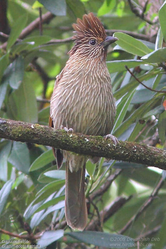 Garrulaxe striéadulte