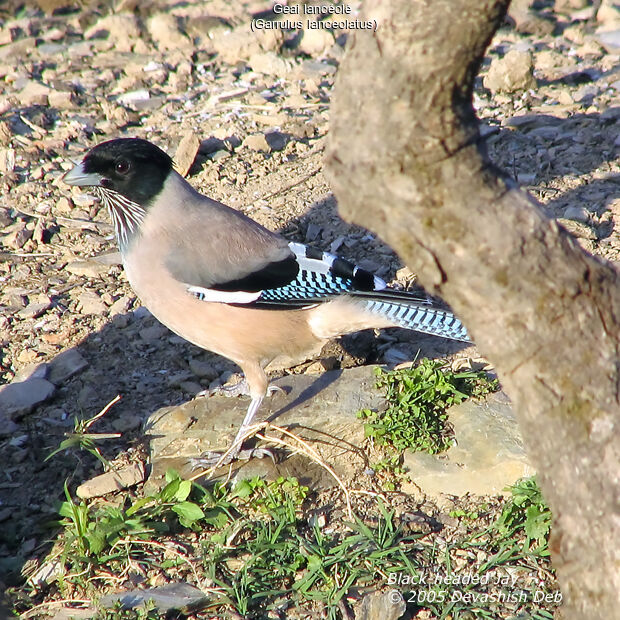 Black-headed Jay