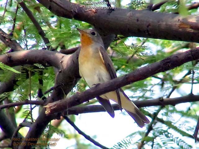 Red-breasted Flycatcher