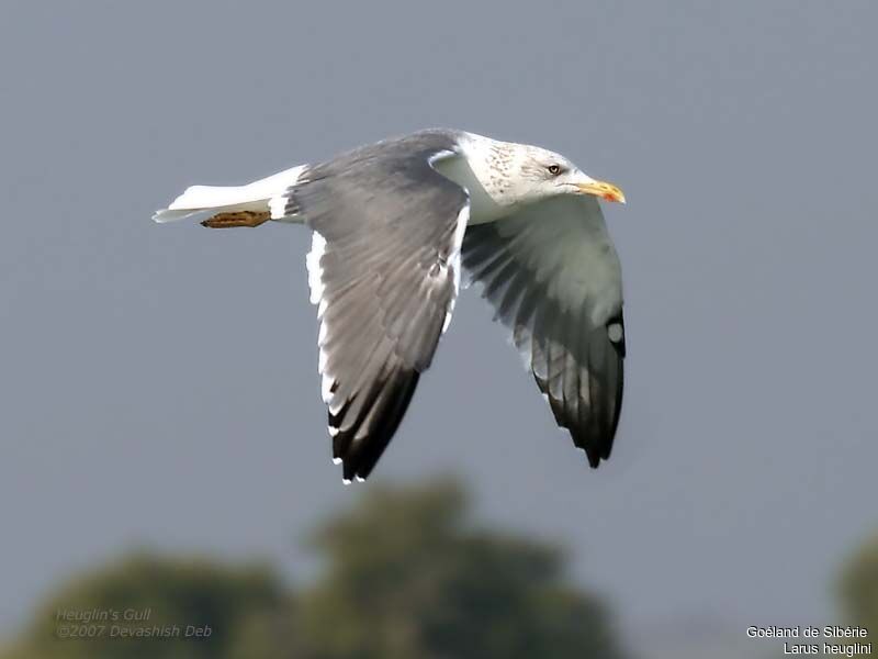 Lesser Black-backed Gull (heuglini)adult post breeding