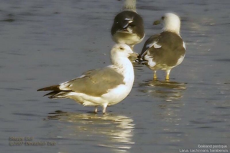 Caspian GullSecond year