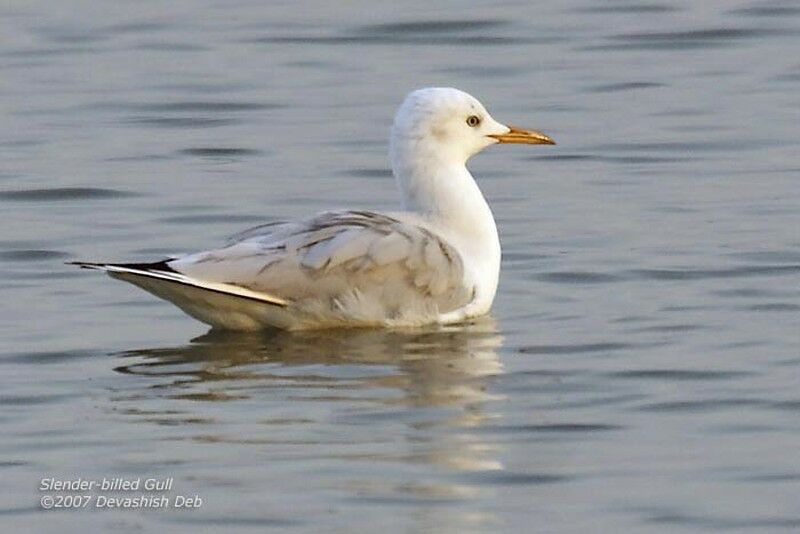 Slender-billed Gull