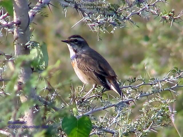 Bluethroat