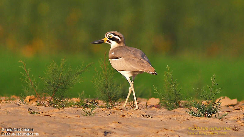 Great Stone-curlewadult