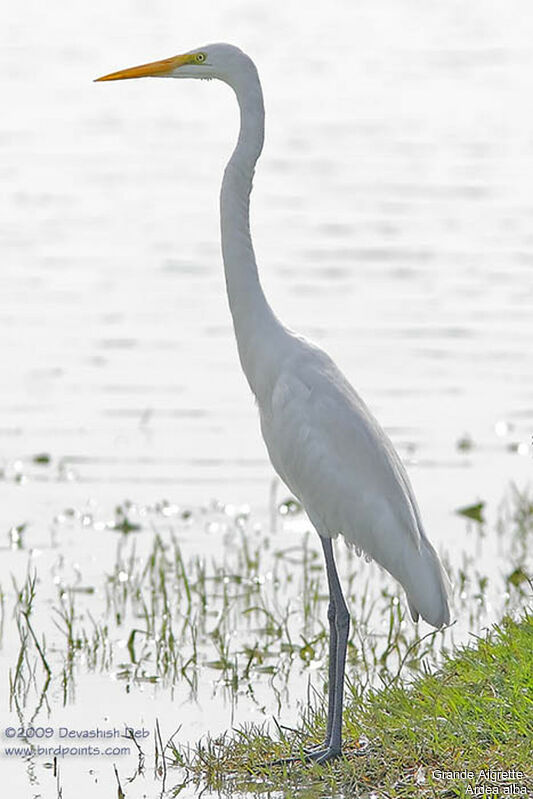 Great Egretadult