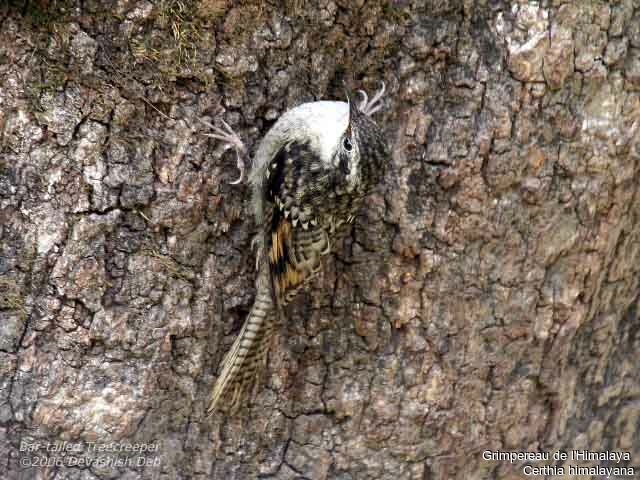 Bar-tailed Treecreeper