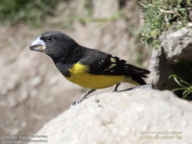 Spot-winged Grosbeak male adult