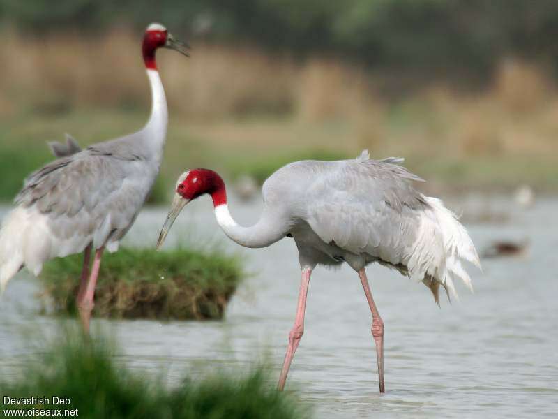 Sarus Craneadult, identification