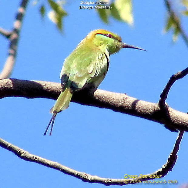 Asian Green Bee-eater