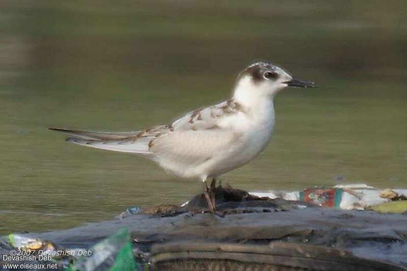 Whiskered Ternjuvenile, identification