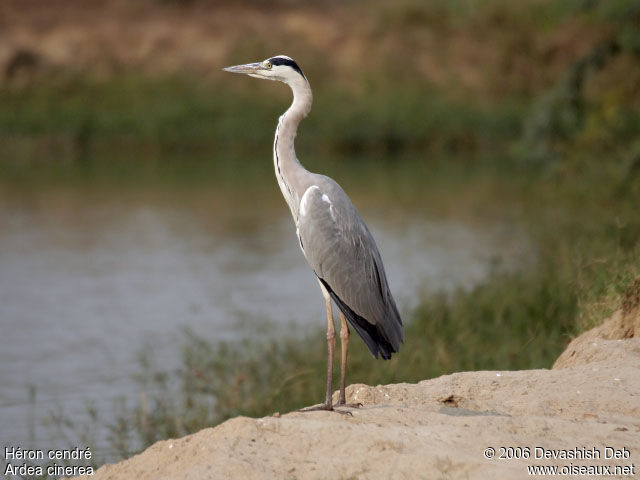 Grey Heron