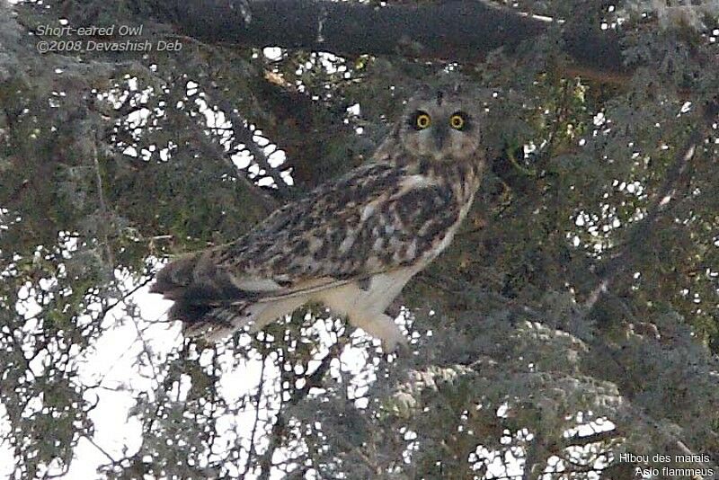 Short-eared Owl