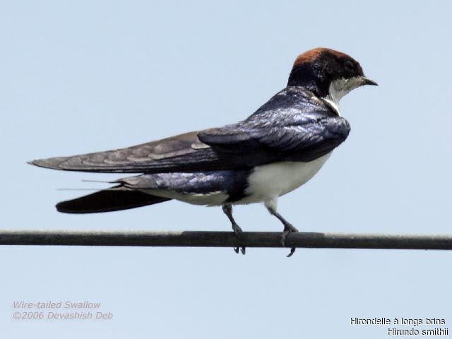 Wire-tailed Swallowadult