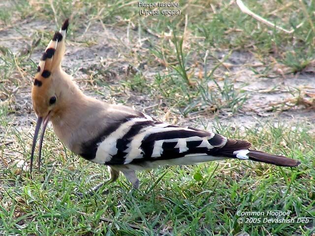 Eurasian Hoopoe