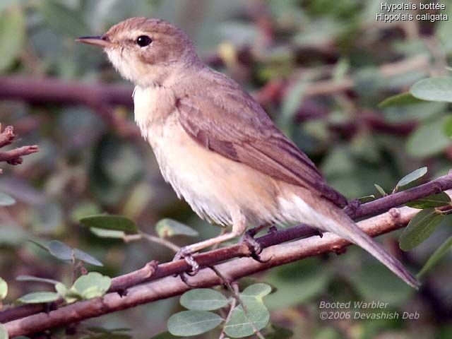 Booted Warbler